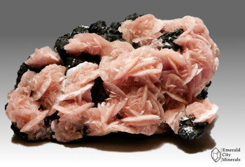 emeraldcityminerals:Pink rosettes of rhodochrosite (MnCO3) on black sphalerite var marmatite (ZnS). 