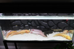 sillyaxolotls:  Family Photo Day! (aka big tank clean and rearrange day) 