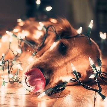 sunbvrnt:  christmas shmood