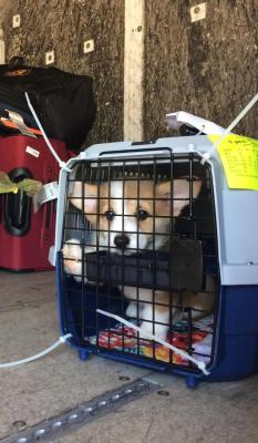 awwww-cute:  Sometimes the hardest part of my job as a baggage handler is sending puppers like this little guy off on their first flight (Source: http://ift.tt/2xePcr3)