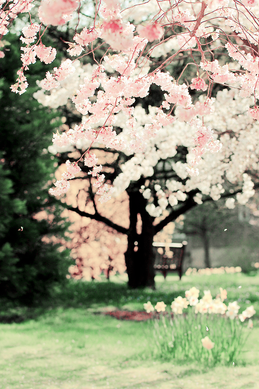 milkpeu:  IMG_0377 (by Angela WANG) 