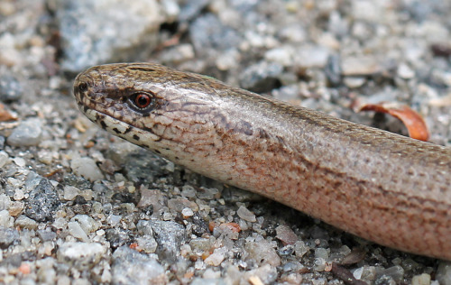 slow worm