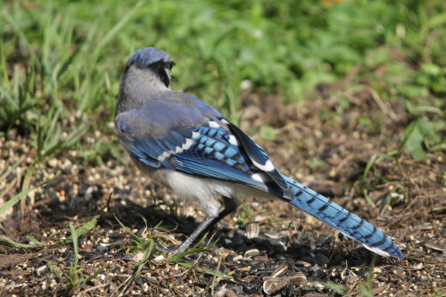 verybluebirdy:juvenile blue jays at the feeders