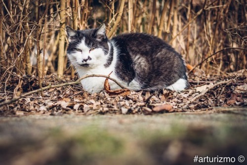 arturizmo:Snowdrops and cats