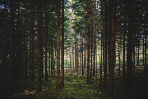 The heart of another is a dark forest ↟ by Josefine Joss Karlsson