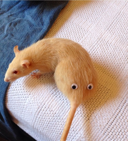 creepyfantasies:unisexbathrobe:creepyfantasies:So I bought a pack of google eyes.Well, somebody gives a rat’s ass about 