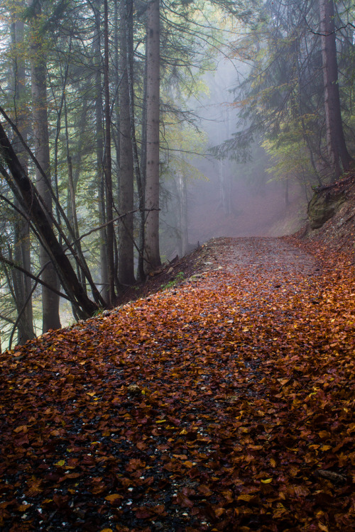 Porn Pics wanderthewood:  Graubünden, Switzerland by qitsuk