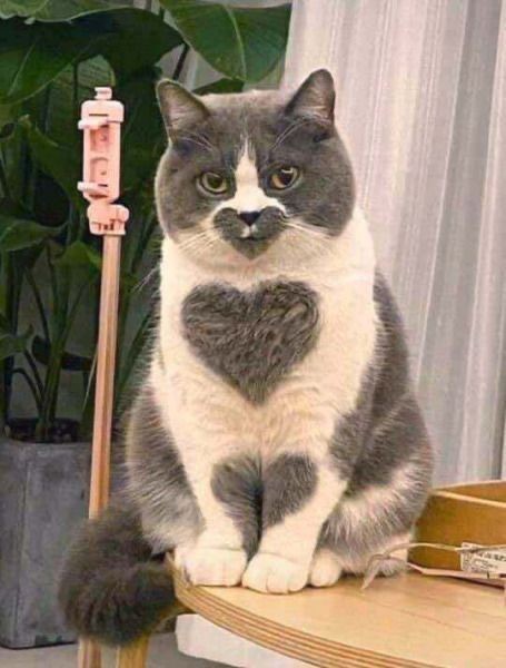 Heart Cat?! 