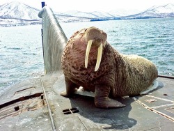 sixpenceee:  This walrus fell asleep on a Russian submarine.  