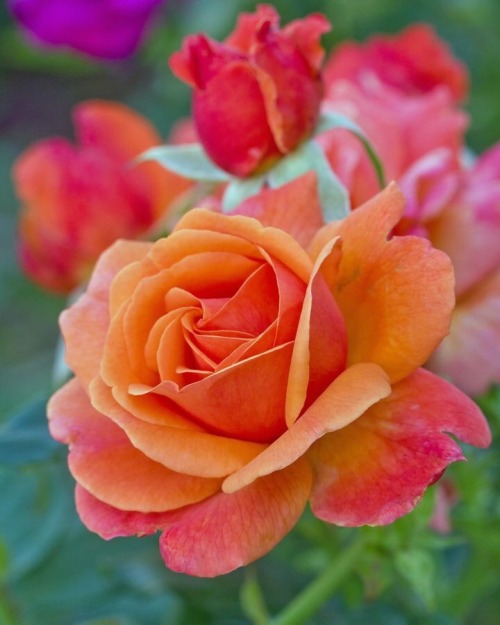 miss-mandy-m:Pink orange roses