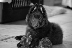 handsomedogs:  Daenerys (Belgian Shepherd Groenendael) by Natalia Alexandrov Her first day with me! 