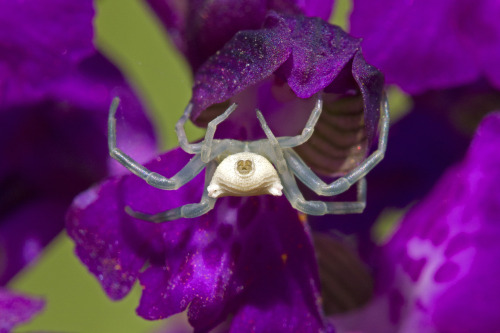 Thomisus onustus su Anacamptis morio 2 by Mauro Paschetta