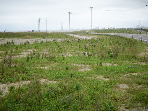 Shelterbelt, Shinch, Fukushima, 2020 防砂林, 新地, 福島, 2020nanjotoshiyuki.com/shelterbelt n