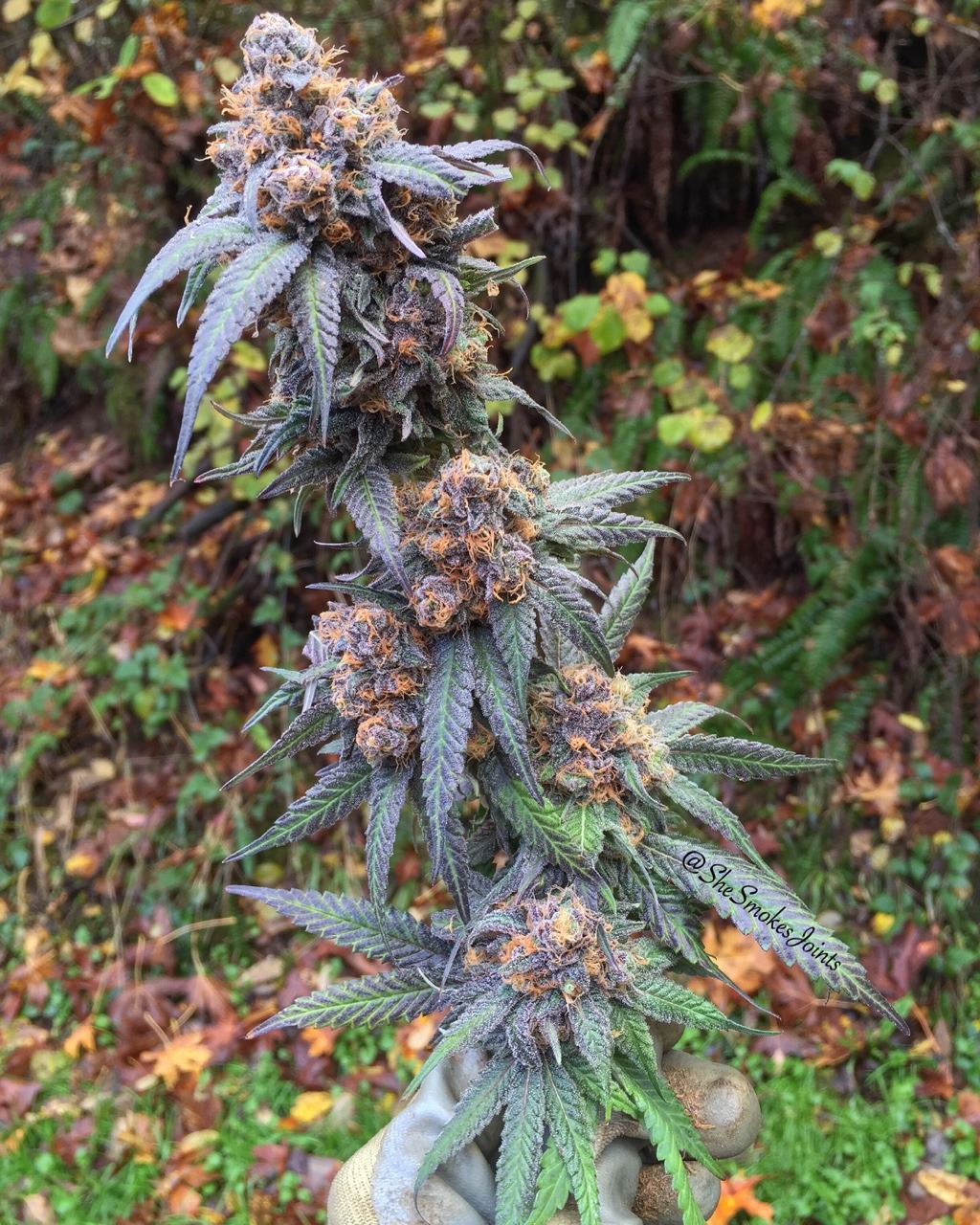shesmokesjoints:  Freshly harvested Durple (Granddaddy Purple x Big bud) is just