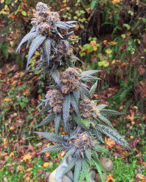 shesmokesjoints: Freshly harvested Durple (Granddaddy Purple x Big bud) is just so gorgeous!