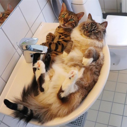 atraversso: Ninja cats by: Nelly &amp; Gilbert The Cats