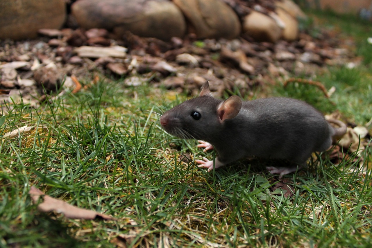 dithashworth:  My babies &lt;3 Dith Ashworth 