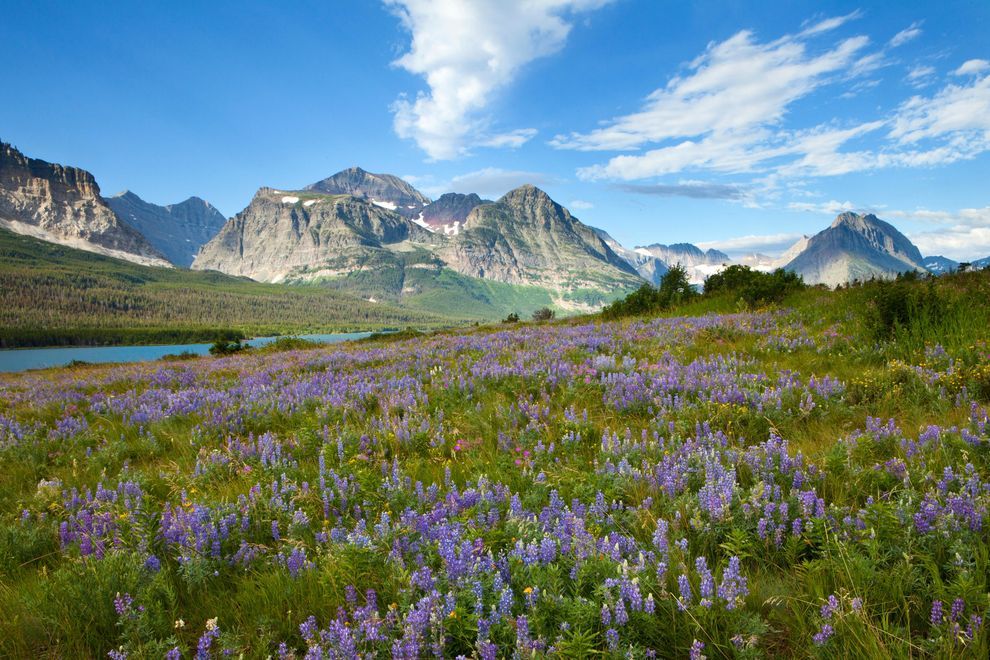 natgeotravel:  Purple blooms and spring weather brighten a valley in Glacier National