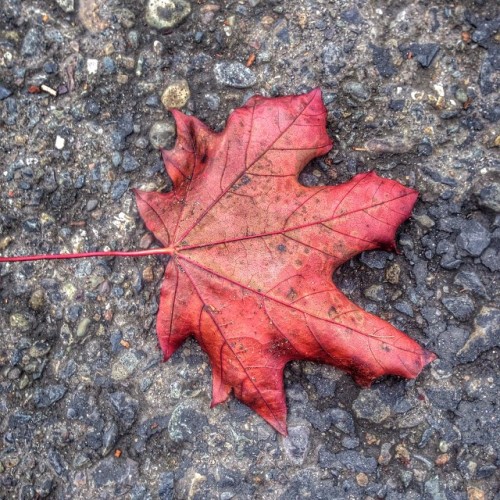 #unselfie #day265 #autumn #leaf #moreseattle