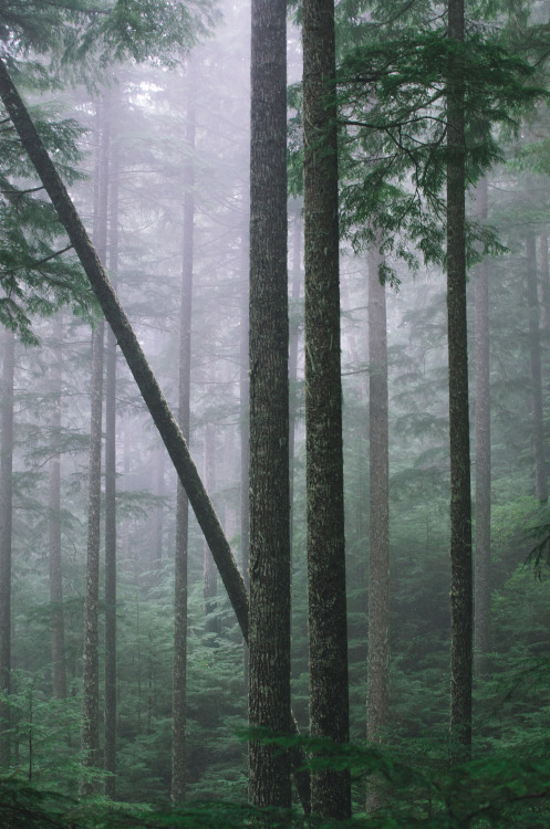 Mt. Walker Forest
