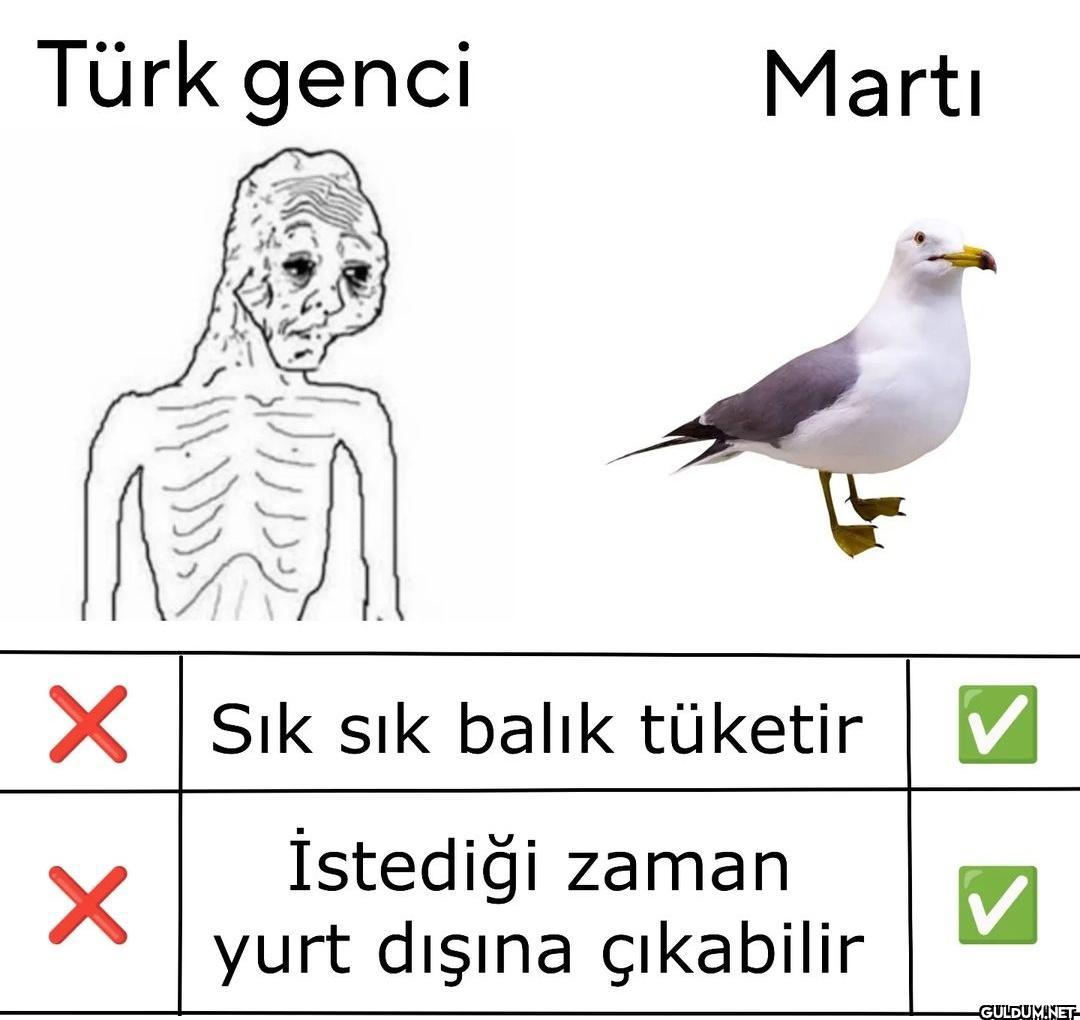 703-) Türk genci vs Martı ...