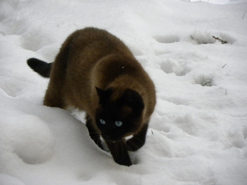 teapotsahoy:It’s a beautiful cat, but it’s the look of baffled outrage that makes it for me. 