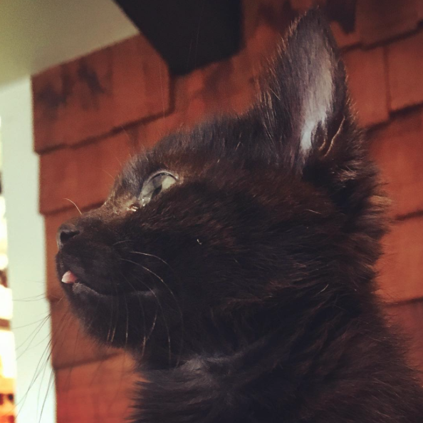 kdotjay-draws-and-reblogs: sindri42: High quality content. black cats giving me high