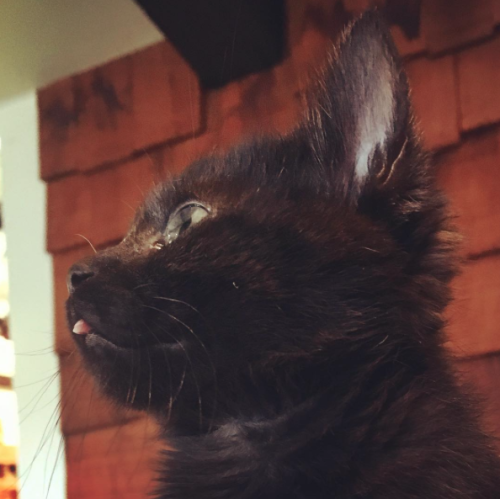 catsbeaversandducks:Winifred Sanderson And Her Magnificent Blep“Hello world! Behold my Blep!”Photos 