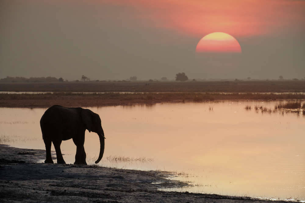 ainawgsd:  The Asian or Asiatic elephant (Elephas maximus) is the only living species