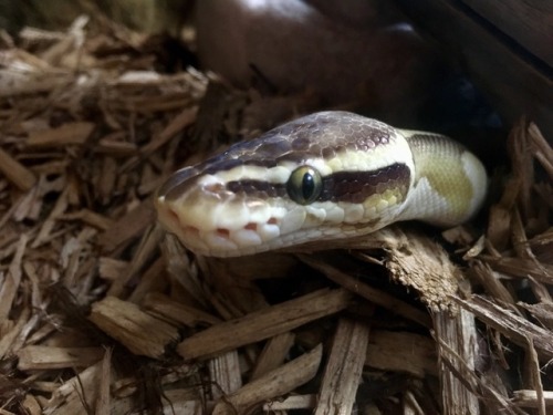 bubbythesnek: Good morning (night)!