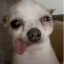 soggydoge