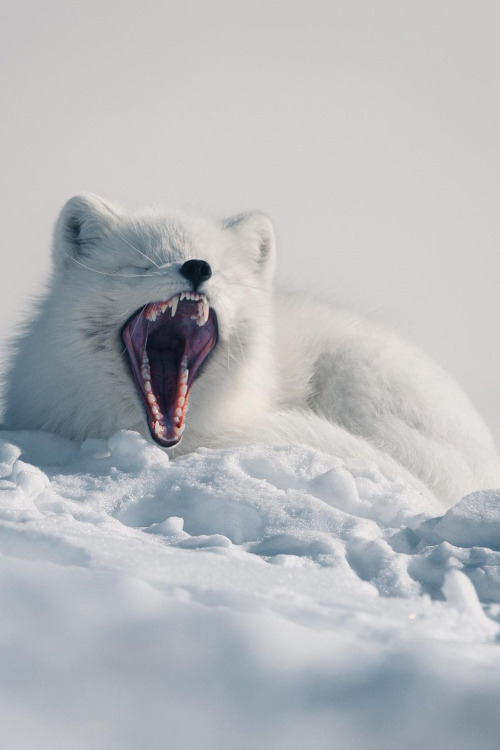 lsleofskye:A white arctic fox yawning in the Lapland’s wilderness (Sweden) | kpunkka