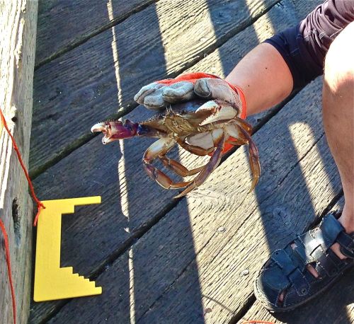 Tried my hand at crabbing yesterday off a pier in West Vancouver, using a trap I picked up at Army &