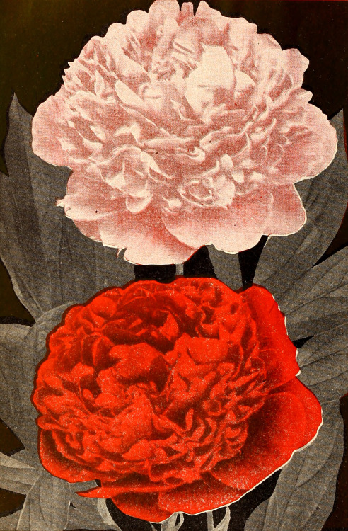 nemfrog:Peonies. P-W’s bulbs and plants for fall 1935.Internet Archive