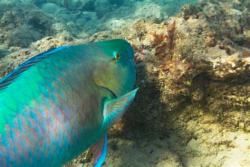 notajerusalemcricketd-deactivat:jimmyhrt:jimmyhrt:parrotfish. adult photos