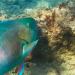 notajerusalemcricketd-deactivat:jimmyhrt:jimmyhrt:parrotfish. you agree. reblog.get his ass boysAAAAAAAUUUUUUGHHHHHHHHHH