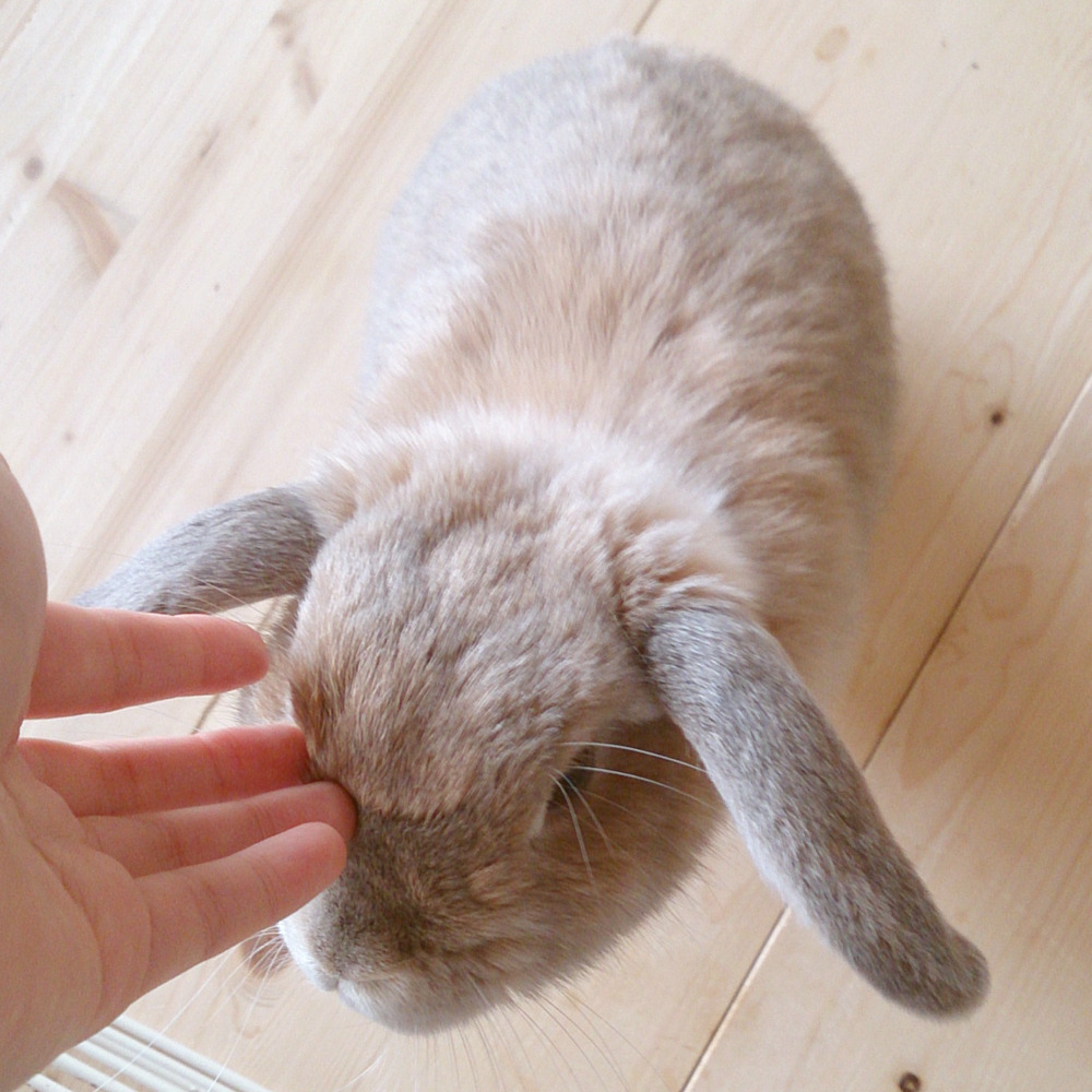 lop-cocoa:  Apr, 8, 2015