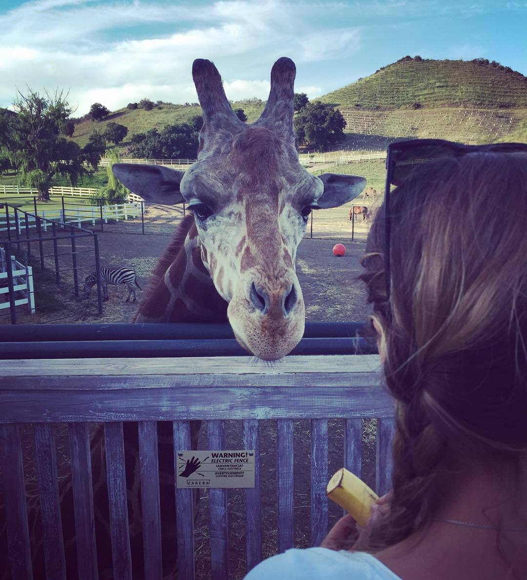 #StanleyTheGiraffe @ The Malibu Wine Safari&hellip;. #feedanimals #gettrollied