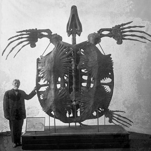 Skelton of the largest known turtle in the world. 