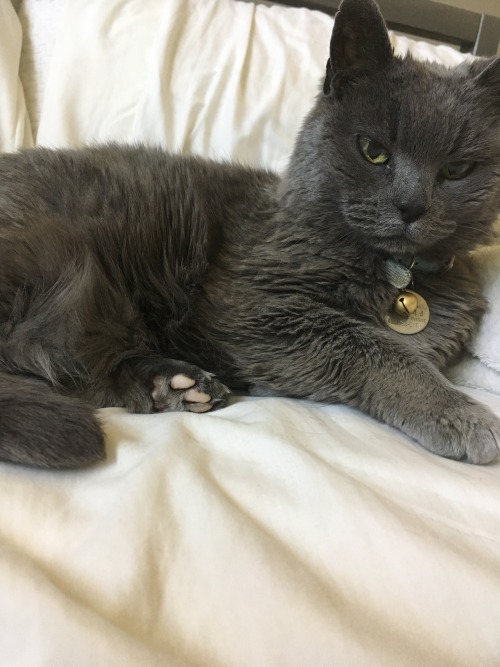 Always Down To Share Cat Photos