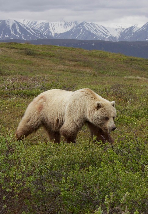 funkysafari:  Grizzly Bear (Ursus arctos ssp.), Denali Borough, Alaska by Gregory