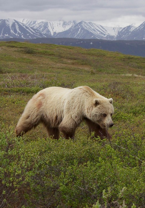 Porn Pics funkysafari:  Grizzly Bear (Ursus arctos