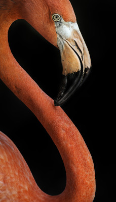 earthandanimals:   Flamingo by Andy Butler    