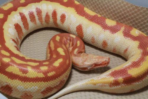 T- Albino Blood PythonJuggernaut Reptiles