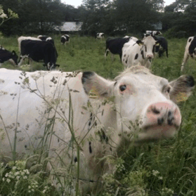 smolpie: stopping by the side of the road to say hello to some pretty cows is a guranteed