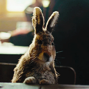 HIS DARK MATERIALS FANWEEK 2020 Day 3 ∣ Favourite Dæmon / HESTER (in Once Upon A Time In The North)