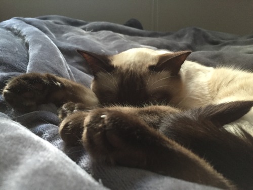 felinelikeiloveyou:Sleepy squish beans