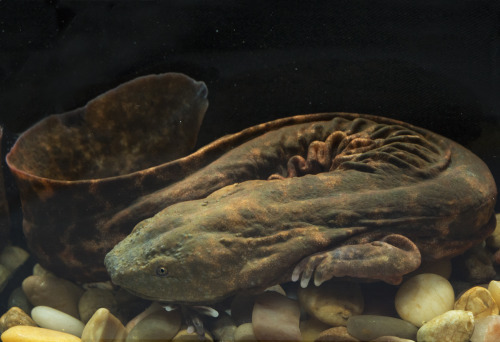 ainawgsd:The hellbender (Cryptobranchus alleganiensis) is a species of aquatic giant salamander ende