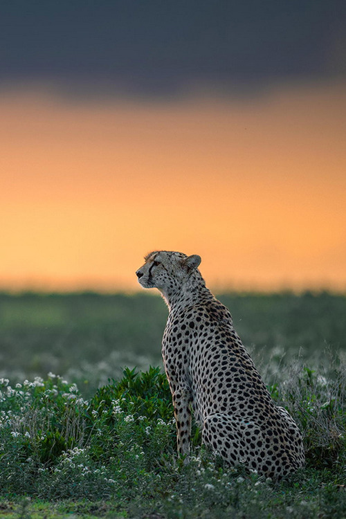 atraversso:  Ndutu Cheetah - By Marc MOL