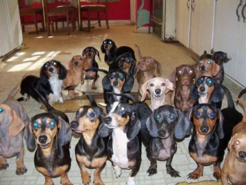 deducecanoe: fuckyeahvincenzo: xdeadmoon: animalics: I run a Dachshund rescue. I open a bag of treat